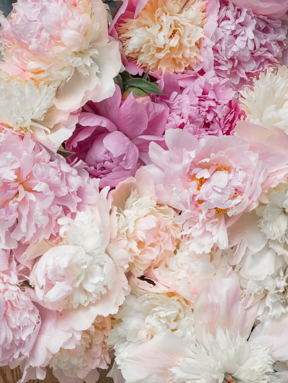 Flower Photography Bed of Peonies, Peonies, Pink, Blush Floral Fine Art  Photograph, Still Life, Large Wall Art 