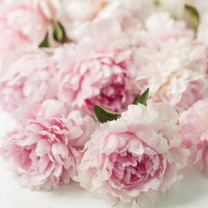 Peony Photograph -  Pink Peonies, Floral Decor, Large Wall Art, Home Decor
