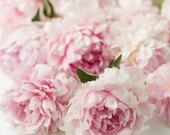 Peony Photograph -  Pink Peonies, Floral Decor, Large Wall Art, Home Decor