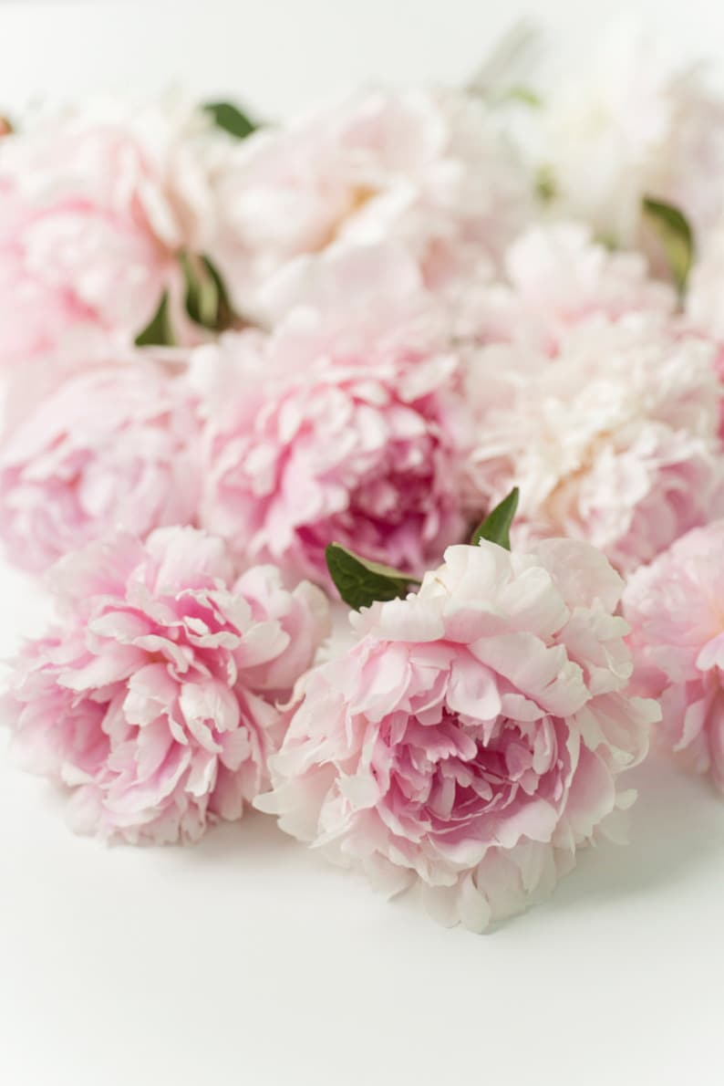 May include: A bouquet of soft pink peonies arranged on a white background. The peonies are in full bloom and have a delicate, ruffled appearance.