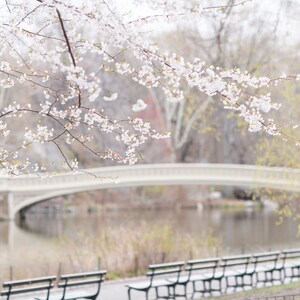 May include: A white bridge over a pond with a row of black benches in the foreground.  The bridge is partially obscured by a branch of a cherry blossom tree with white flowers.