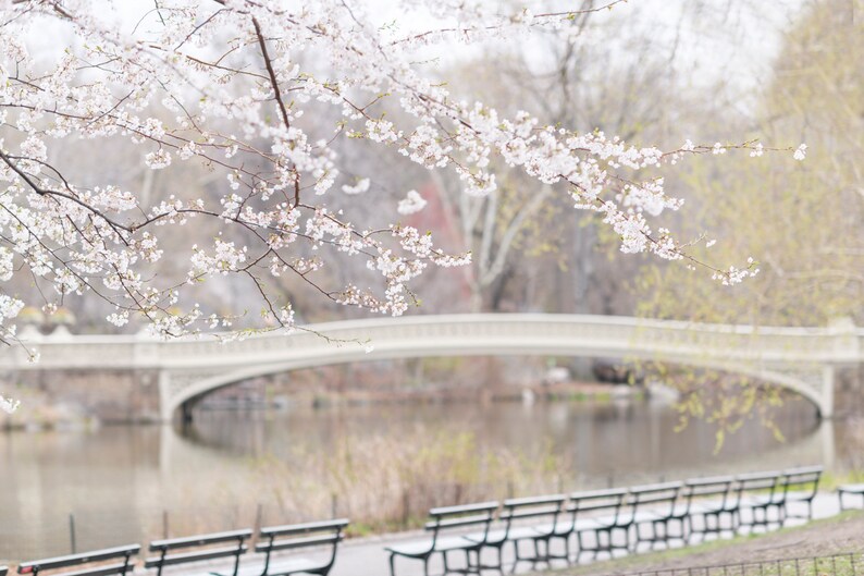 May include: A white bridge over a pond with a row of black benches in the foreground.  The bridge is partially obscured by a branch of a cherry blossom tree with white flowers.