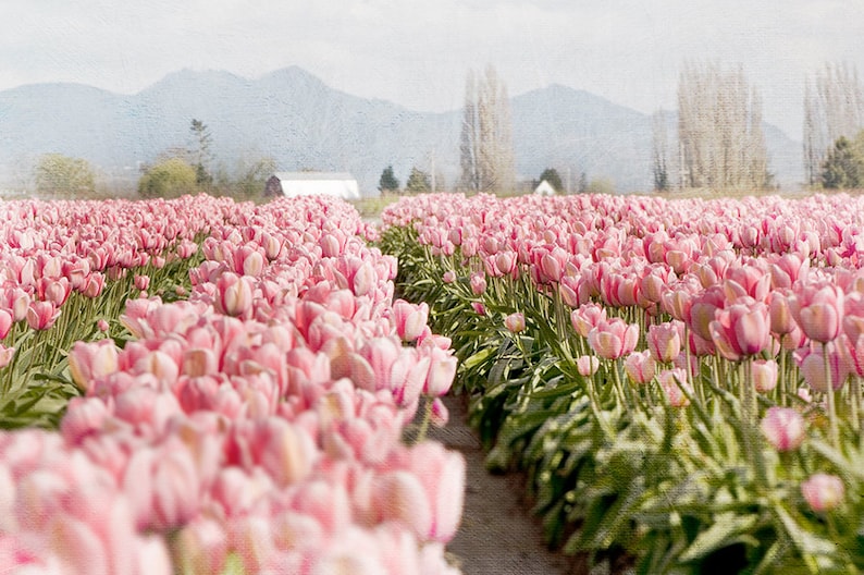 Floral Photography, Pink Tulips in Field, Fine Art Photograph, Romantic Home Decor, Large Wall Decor image 1