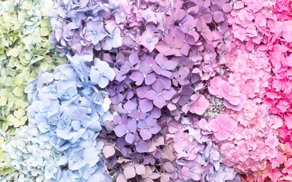 Floral Photograph Hydrangea Carpet Floral Art Print Etsy