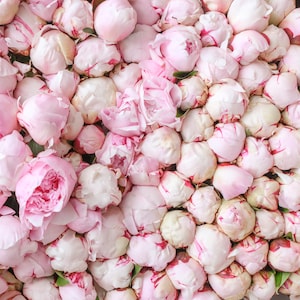 Fotografia di peonie di Parigi - Un sogno di peonie a Parigi, grande arte murale, fotografia di viaggio, arredamento floreale francese per la casa