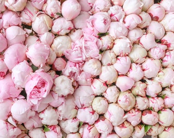 Paris Peony Photograph -  A Peony Dream in Paris, Large Wall Art, Travel Photography, Floral French Home Decor