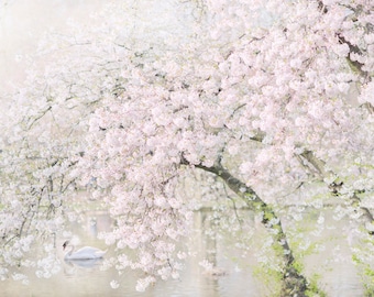 London Photography - The Swan and the Cherry Tree, St James Park,  England Travel Photo, Large Wall Art, Home Decor