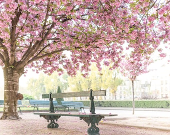 Puede incluir: Escena de parque con un gran árbol de flores rosas, que sombrea un banco verde. Se ven otros bancos, con un edificio y árboles al fondo. El suelo está cubierto de pétalos rosas.