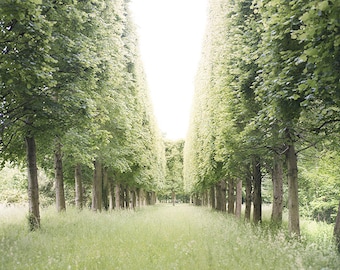 Versailles Photography - Allee of Trees, Palace of Versailles, Paris, France Travel Photography, French Country Home Decor, Large Wall Art