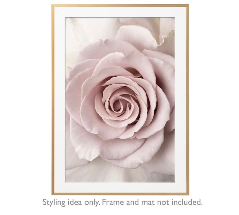 Peut inclure: Gros plan sur une rose rose p&acirc;le &agrave; la texture douce et d&eacute;licate. La rose est nette, tandis que l'arri&egrave;re-plan est flou.