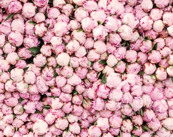 Paris Peony Photograph -  Peony Season in Paris, Horizontal Large Wall Art, Travel Photography, Floral French Home Decor