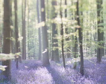 Nature Photography - Bluebell Wood, Purple, Home Decor Fine Art Photograph, Large Wall Art