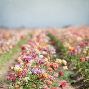 Flower Photography -  Ranunculus Field, Floral Fine Art Photograph, Nature Photography, Wall Decor