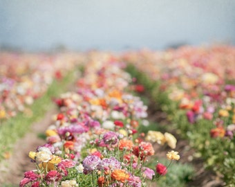 Flower Photography -  Ranunculus Field, Floral Fine Art Photograph, Nature Photography, Wall Decor