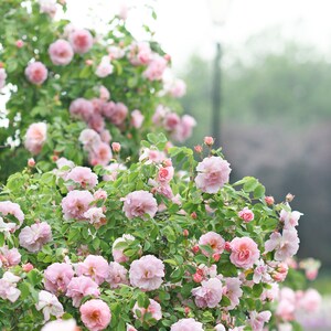 May include: A profusion of pale pink roses in a garden setting. The image features numerous fully bloomed roses with green leaves, creating a dense, natural display. A blurred background includes a lamppost and other greenery, suggesting a park or garden.