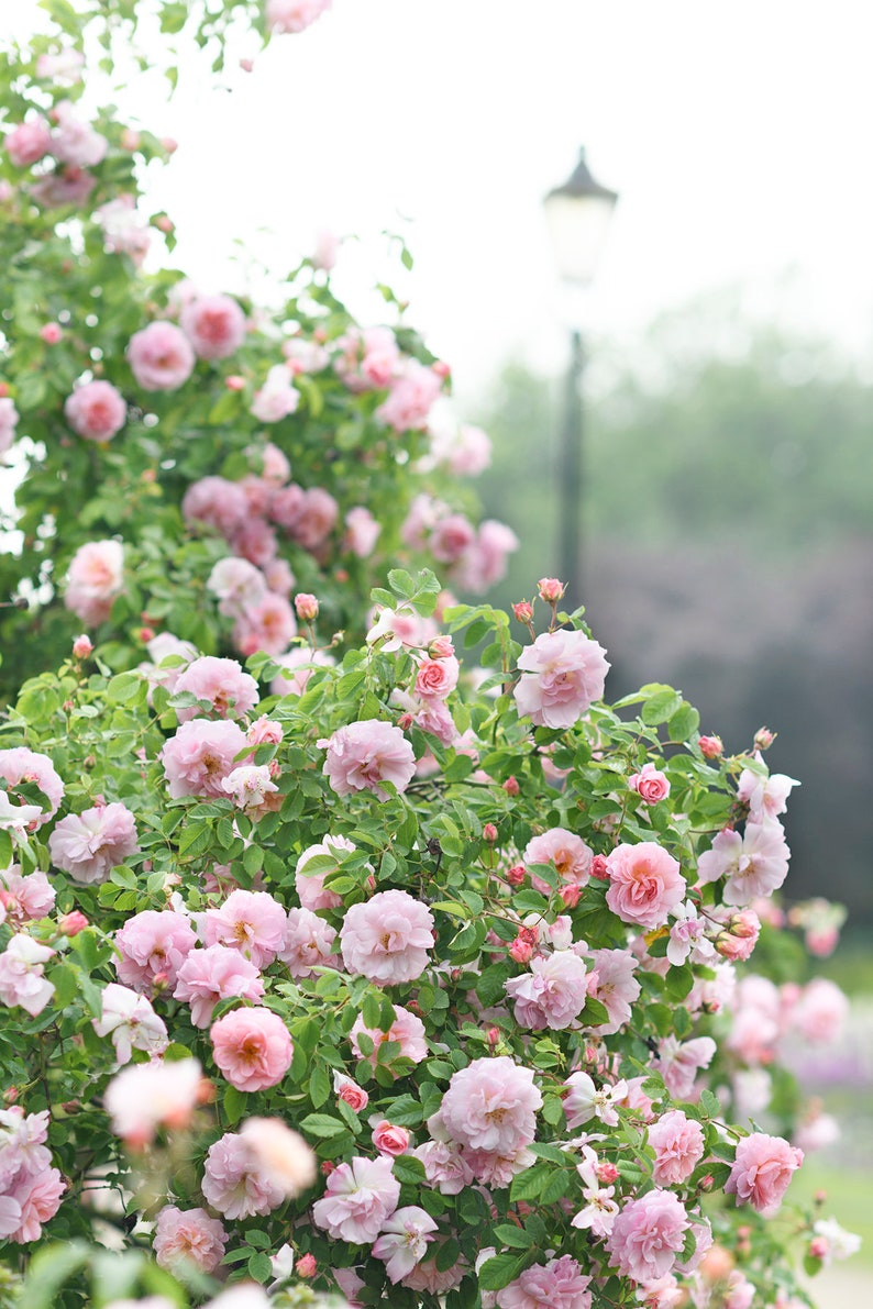 May include: A profusion of pale pink roses in a garden setting. The image features numerous fully bloomed roses with green leaves, creating a dense, natural display. A blurred background includes a lamppost and other greenery, suggesting a park or garden.