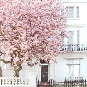 London Photography Magnolia, Notting Hill, Pink Blossom Tree, England Travel Photo, Large Wall Art, Home Decor image 2
