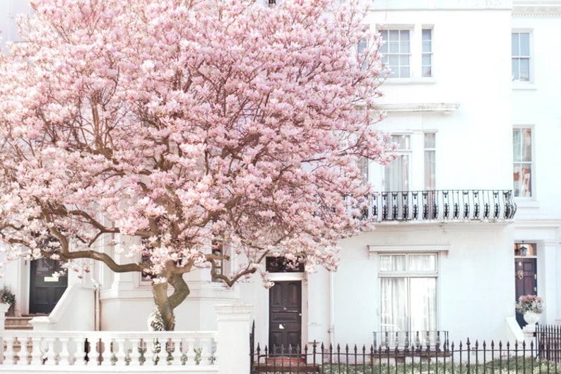 London Photography Magnolia, Notting Hill, Pink Blossom Tree, England Travel Photo, Large Wall Art, Home Decor image 2
