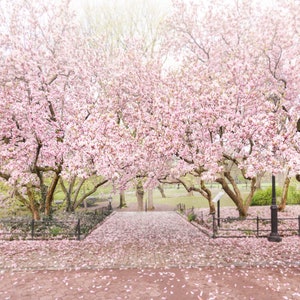 May include: A pathway lined with pink magnolia blossoms leads through a park with trees in full bloom. The ground is covered in fallen petals.