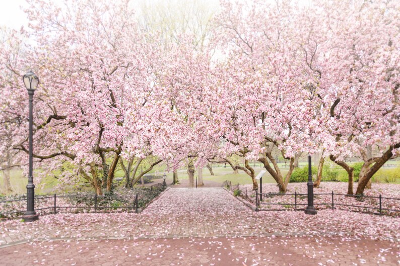 May include: A pathway lined with pink magnolia blossoms leads through a park with trees in full bloom. The ground is covered in fallen petals.