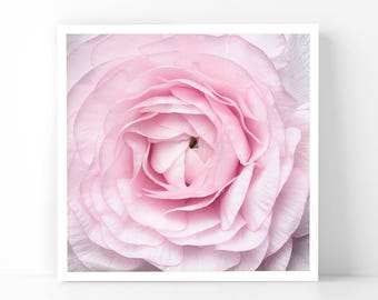 Paris Photography - Close up of Ranunculus, 5x5 Paris Fine Art Photograph, French Home Decor, Wall Art, Paris Gallery Wall