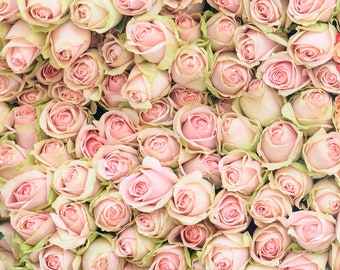 Paris Photograph - Pink and Green Roses at the Marche, Paris Flower Market, Pink Romantic French Home Decor, Large Wall Art