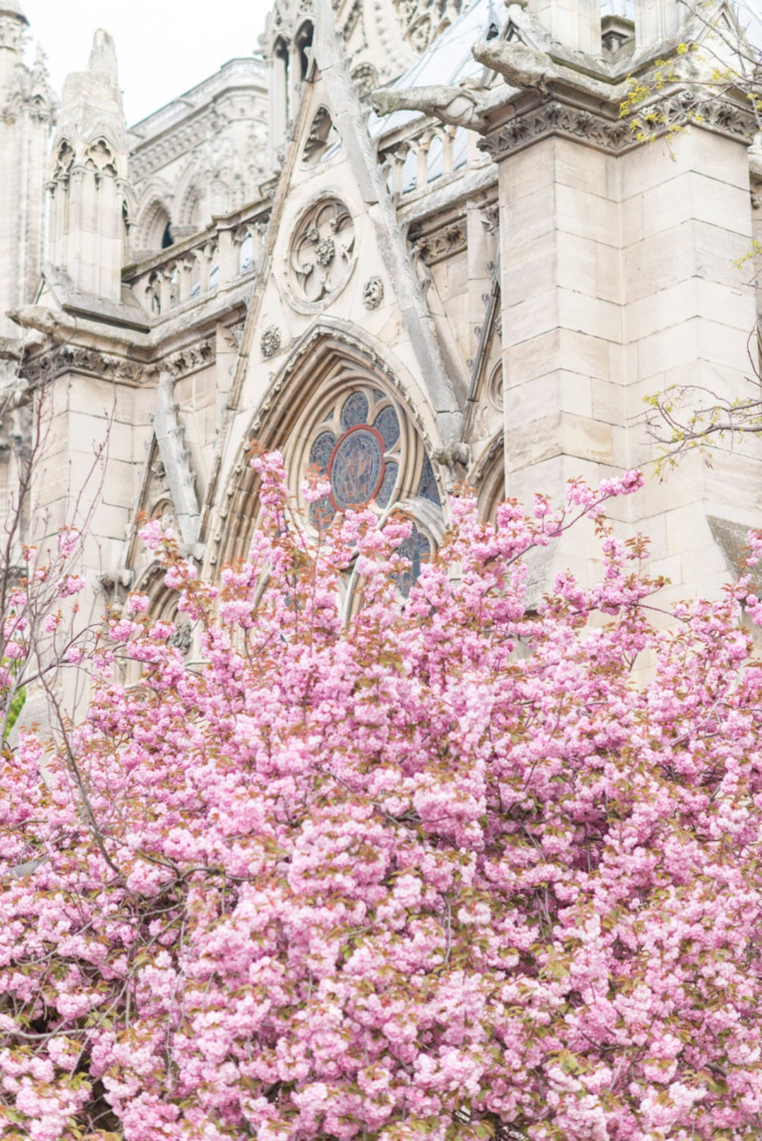 Paris Fine Art Photography blossoms at the Rose Window Paris - Etsy