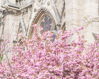 Paris Fine Art Photography –Blossoms at the Rose Window, Paris in Spring, Gallery Wall, Cherry Blossoms, Large Wall Art