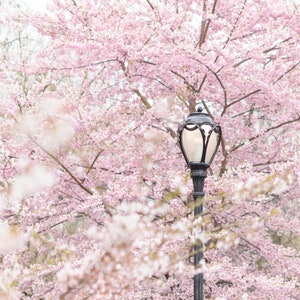 New York City Photography – Central Park Pink and White Cherry Blossoms, Vertical, Spring Travel Photography, Gallery Wall, Large Wall Art