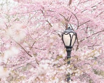 New York City Photography – Central Park Pink and White Cherry Blossoms, Vertical, Spring Travel Photography, Gallery Wall, Large Wall Art