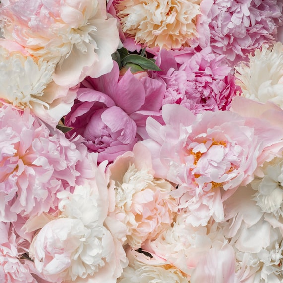 Flower Photography Bed of Peonies, Peonies, Pink, Blush Floral