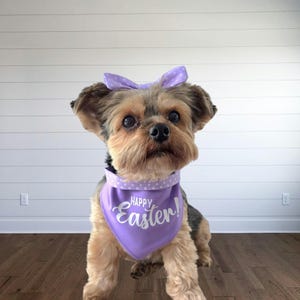 May include: A small dog with tan and black fur wearing a light purple bandana with white polka dots and the text Happy Easter in white script, along with a matching light purple bow with white polka dots positioned between its ears.