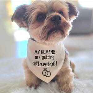 My Humans are Getting Married Dog Bandana: Natural Cotton Tie on Wedding Photo Prop