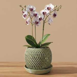 Bella Orchid Planter