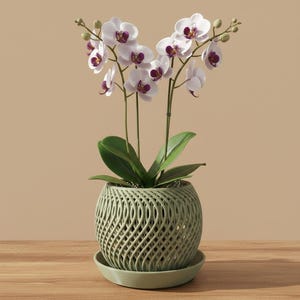 Bella Orchid Planter
