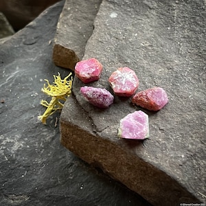 May include: Five raw, unpolished ruby crystals in shades of deep pink and magenta with irregular, jagged edges. The stones are arranged on a dark, textured, layered slate rock surface next to a small, dried, light yellow lichen branch.