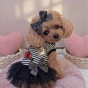 May include: A small, light brown dog wearing a black and white striped dress with a black tulle skirt and a black bow with white polka dots. The dress has a red heart and gold sequin accents. The dog also has a matching bow in its hair.
