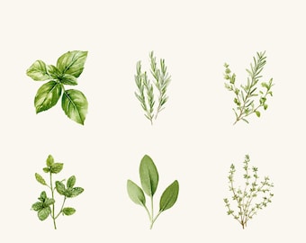 Akvarell ört clipart set, 6 botaniska transparenta PNG-illustrationer för trädgårdsbrevpapper
