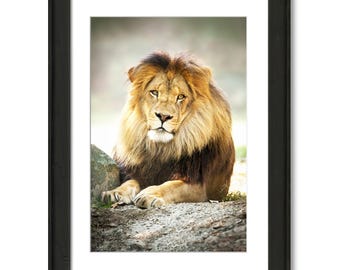 Lion Photo Print:  Wildlife Art, Safari Home Decor
