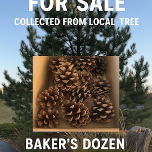 Peut inclure: Des pommes de pin brunes, collectées localement, sont présentées dans une boîte, avec un pin et un ciel bleu en arrière-plan. Le texte "PINE CONES FOR SALE" et "COLLECTED FROM LOCAL TREE" sont visibles.
