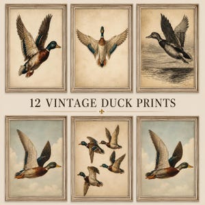 May include: A collection of six framed wall art prints featuring various illustrations of ducks in flight. The prints display detailed avian imagery against neutral and sky-blue backgrounds. The text 12 VINTAGE DUCK PRINTS is centered.