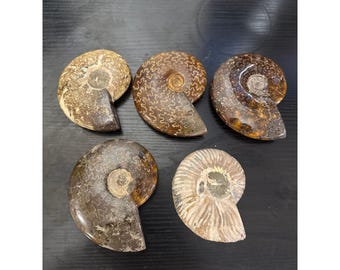 Vintage Ammonit Fossil Lot polierte Cut Specimens Natural Shell Display