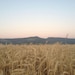 WillametteValleyFinds