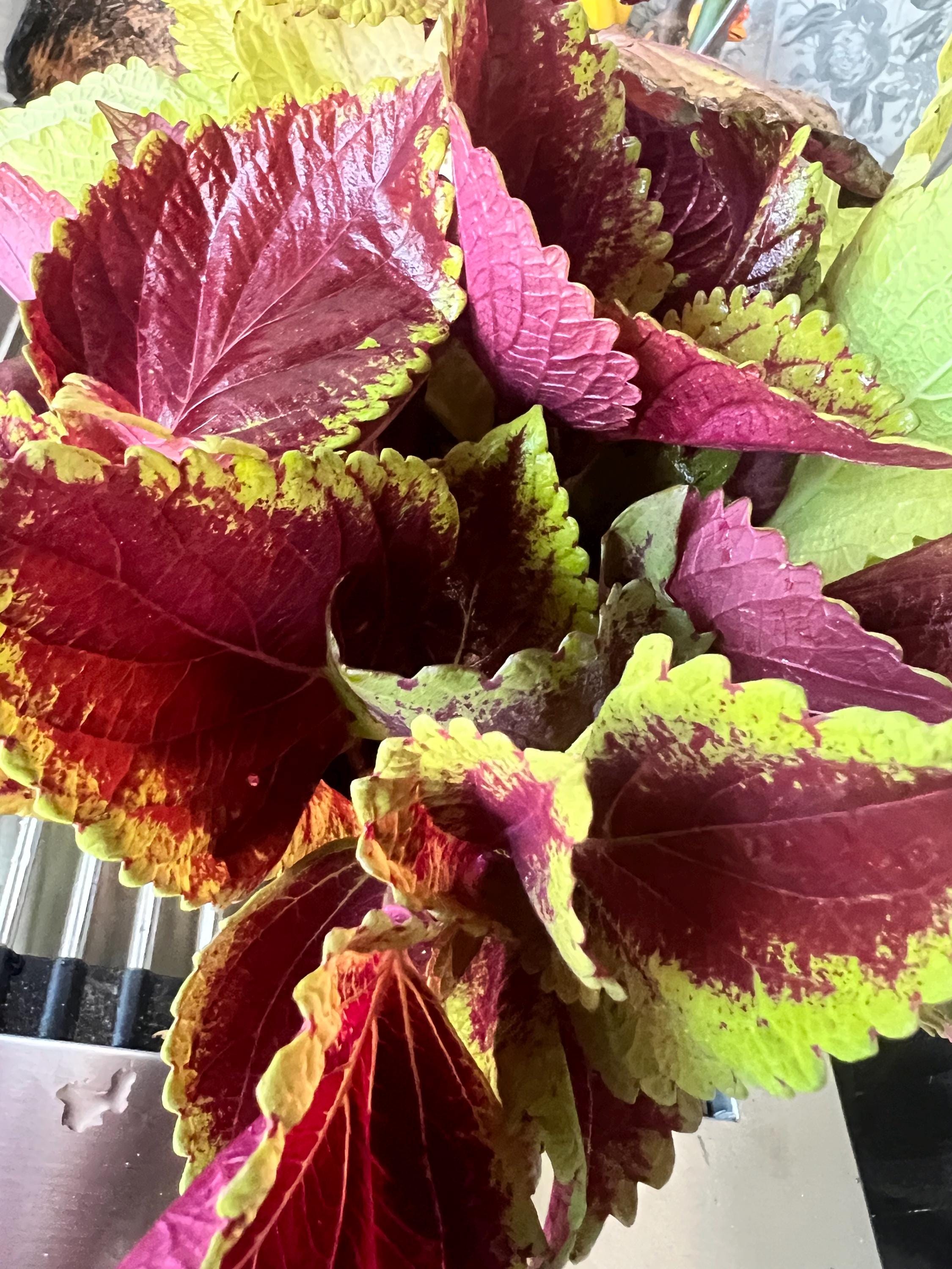 3 Coleus Plants 10” Tall Multiple Color Varieties. Each Order Includes ...