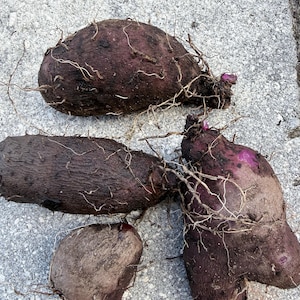 May include: Four dark purple yams with rough, textured skin and thin, light-colored roots. The yams vary in size and shape, resting on a gray, textured surface.