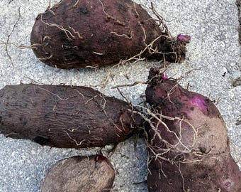 1 Starter Plant of Perennial Mountain Yam Nagaimo - Etsy