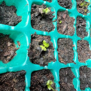 May include: A close-up shot of a green plastic seed tray filled with dark soil. Small green seedlings are emerging from the soil in several of the tray's compartments, indicating the start of new plant growth. The tray is designed for starting seeds.