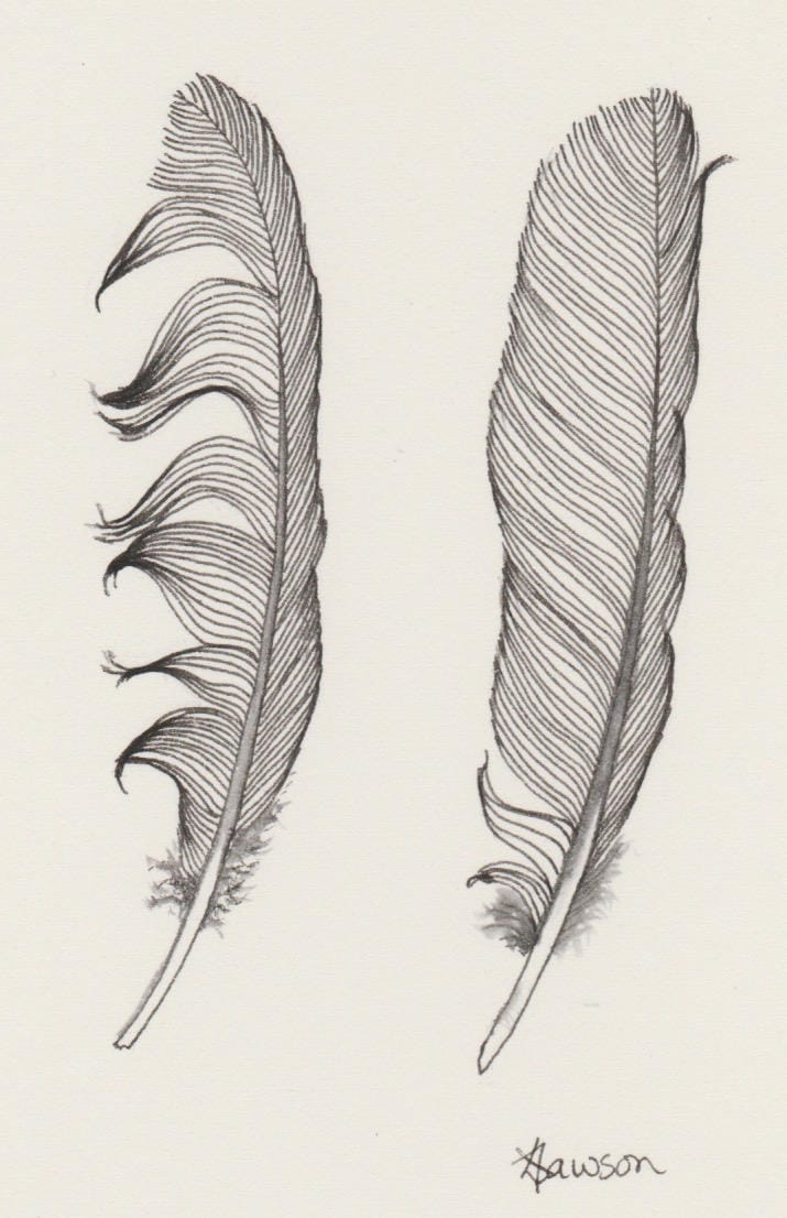 Нарисовать перо карандашом поэтапно для детей