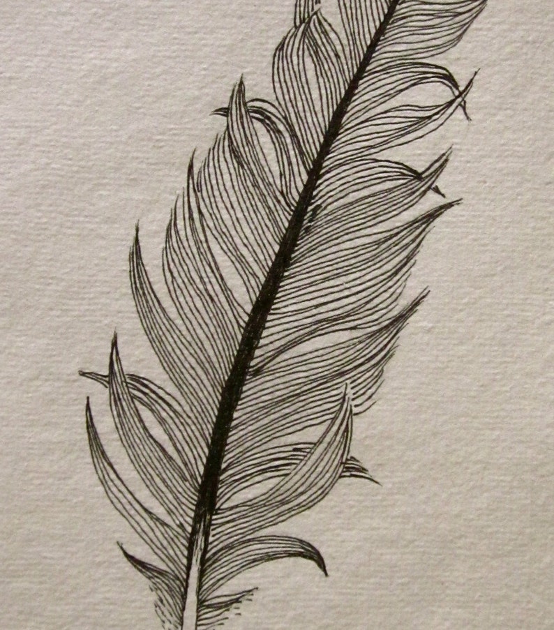 Another messy black feather original ink drawing Etsy