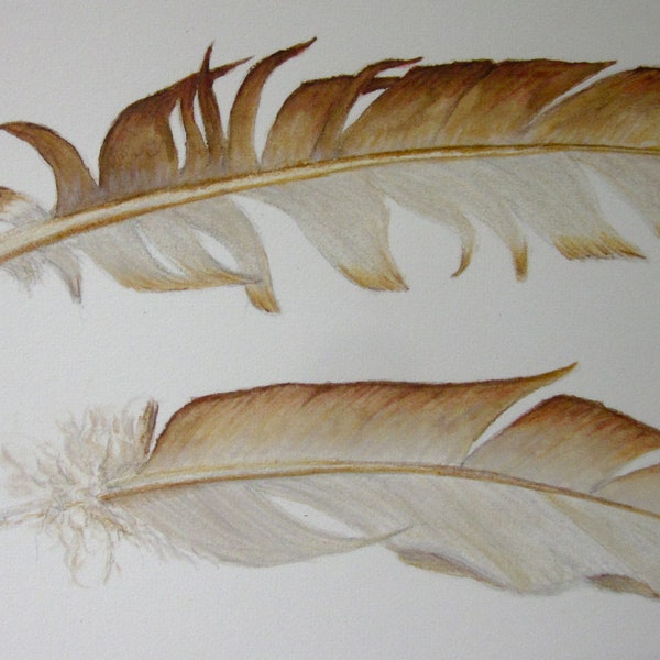 2 warm brown feathers -- original coloured pencil drawing